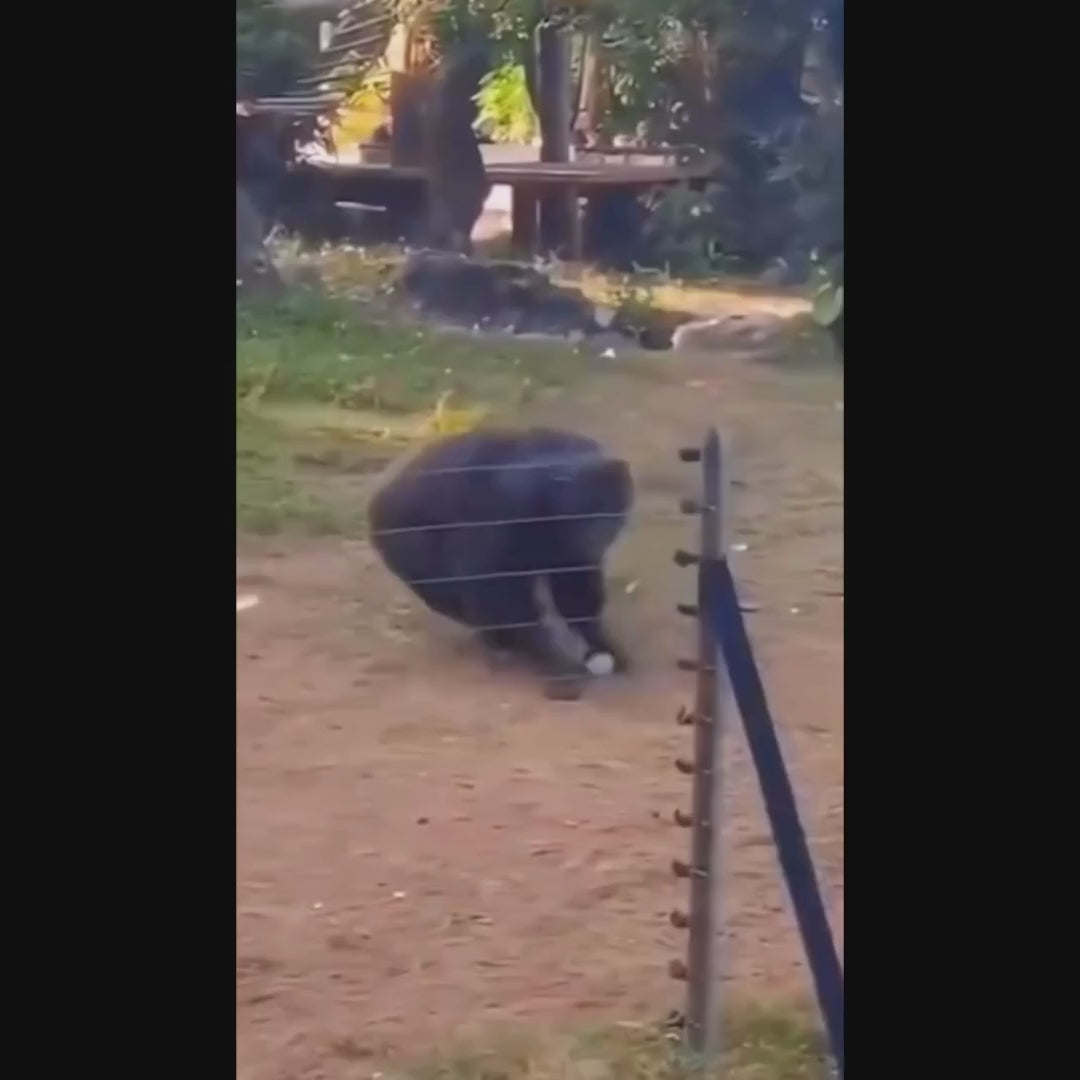 Load video: Selkirk SLK Nexus Max Pickleball Paddle